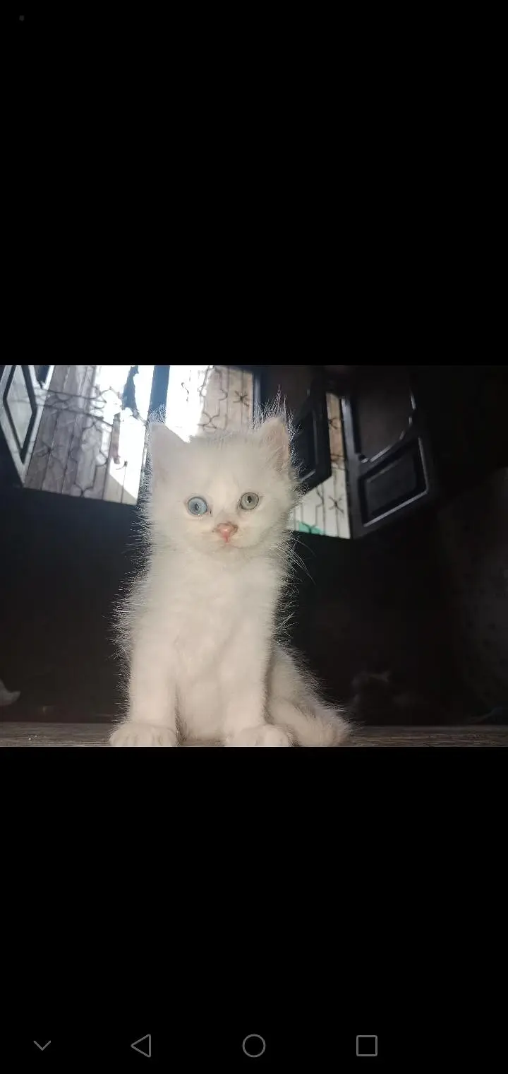 Triple Coat Persian Kittens for Sale - Sargodha — photo 12