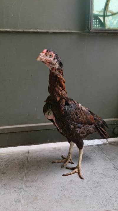 Aseel high quailty female old blood line for sale