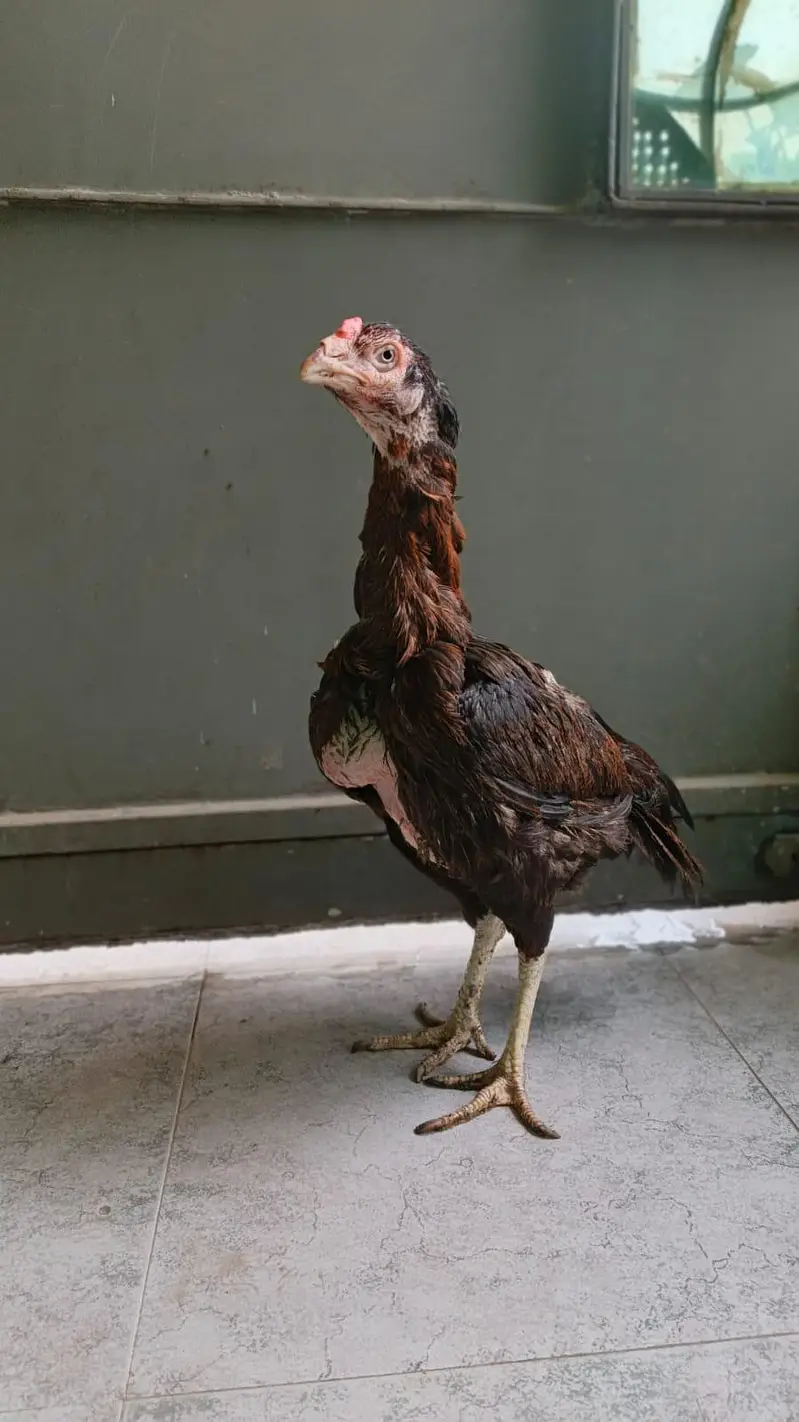 Aseel high quailty female old blood line for sale — photo 2