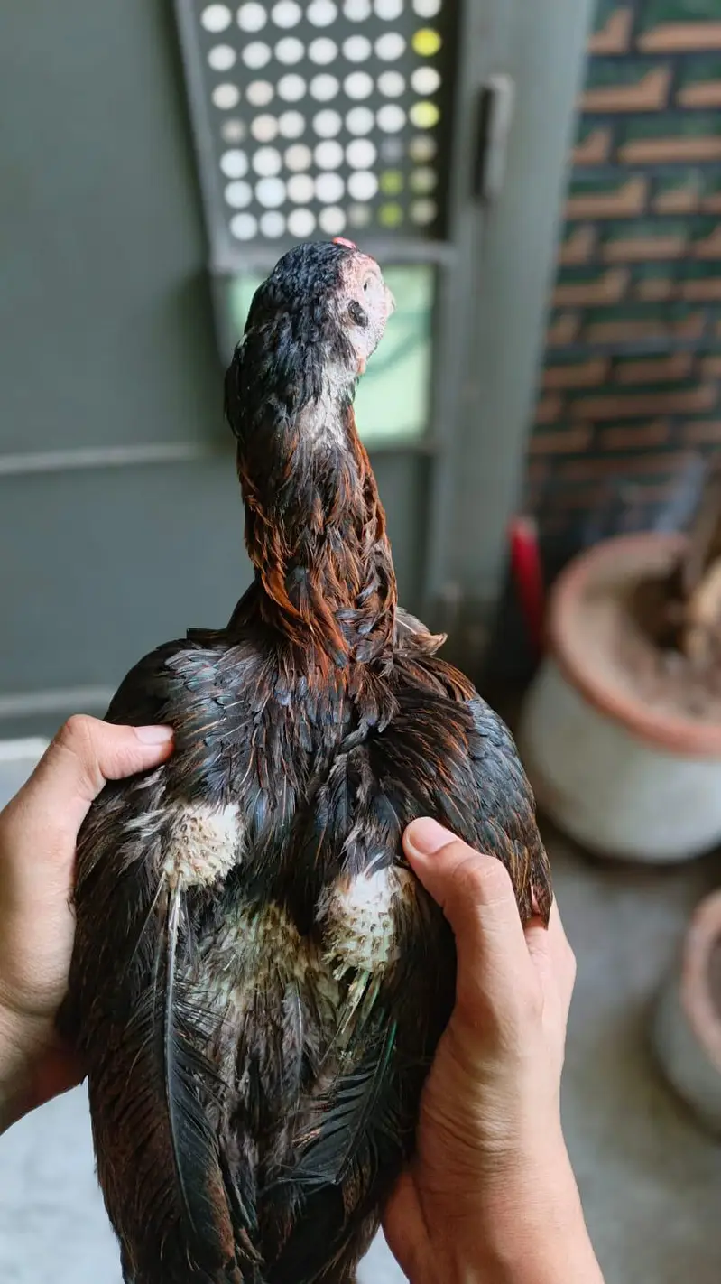 Aseel high quailty female old blood line for sale — photo 4