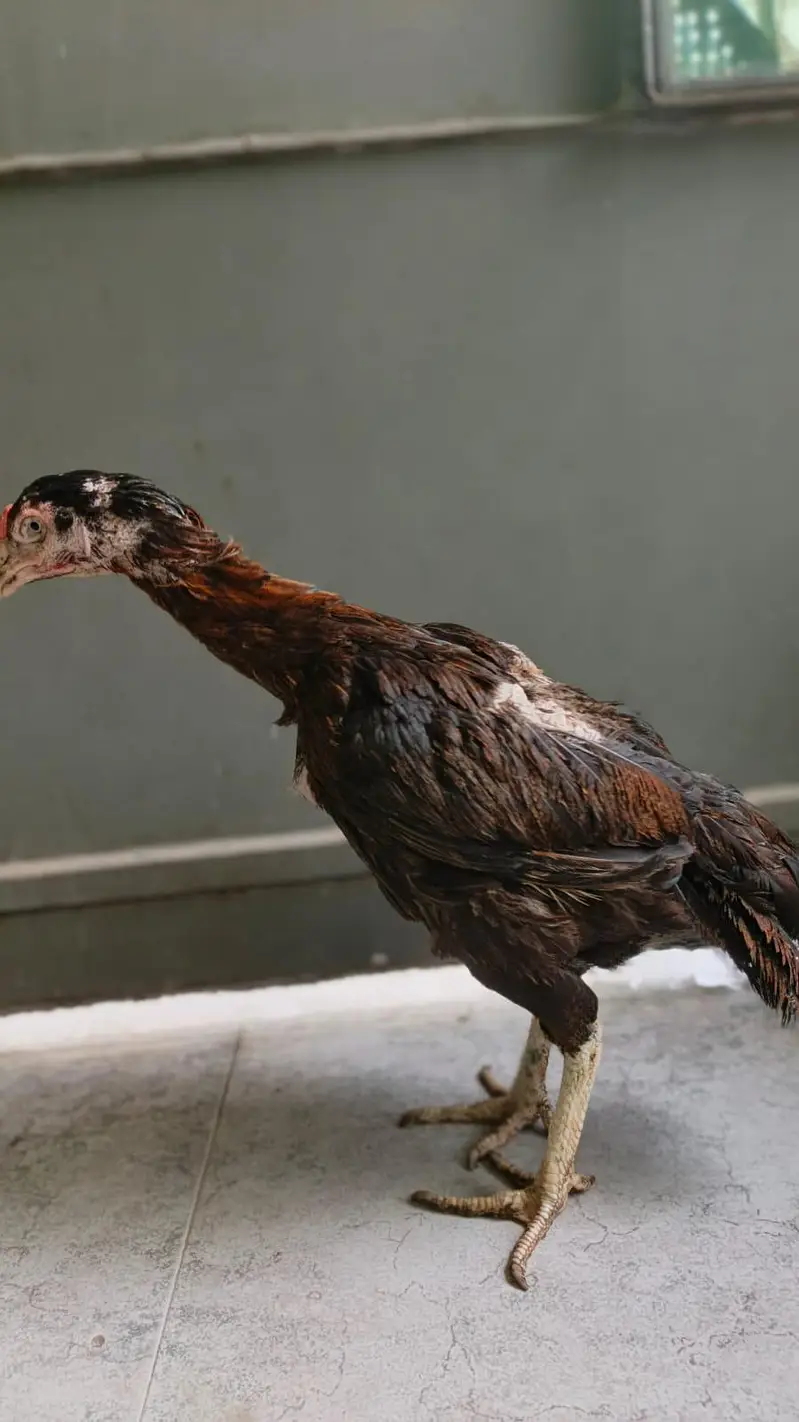 Aseel high quailty female old blood line for sale — photo 5