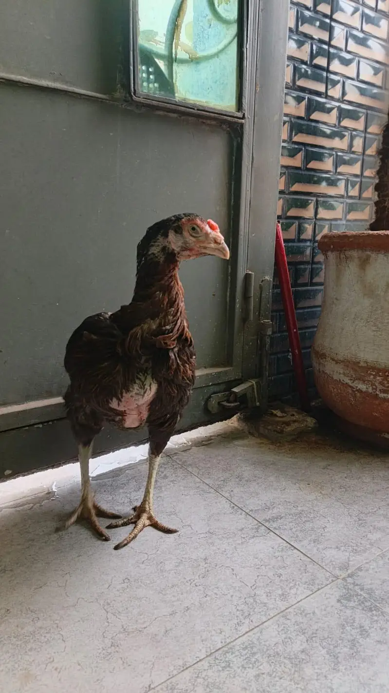 Aseel high quailty female old blood line for sale — photo 6
