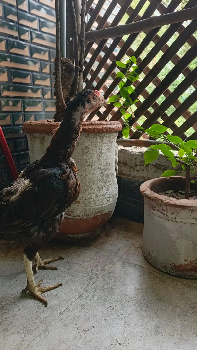 Aseel high quailty female old blood line for sale — photo 7
