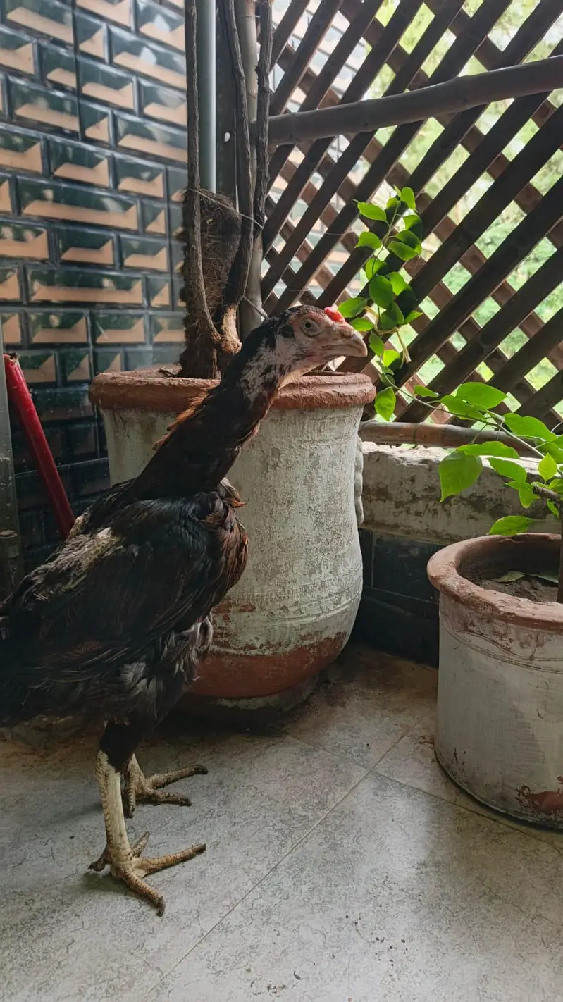 Aseel high quailty female old blood line for sale — photo 8
