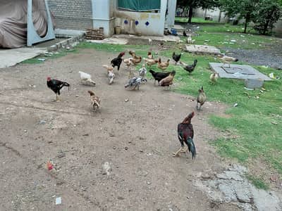 مرغیاں Hens