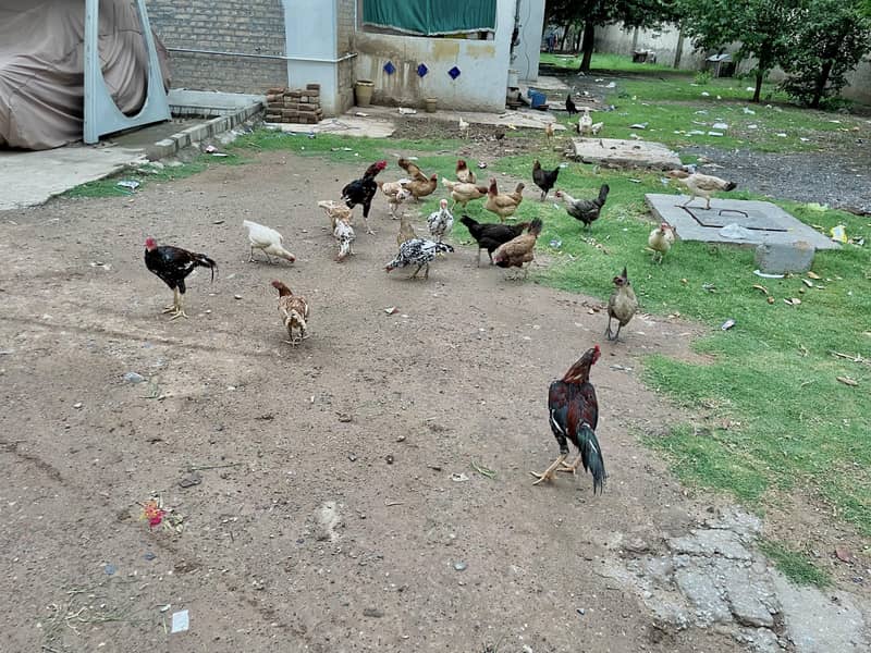 مرغیاں Hens 0
