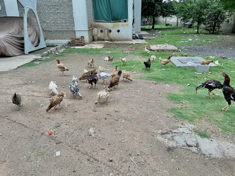 مرغیاں Hens 1