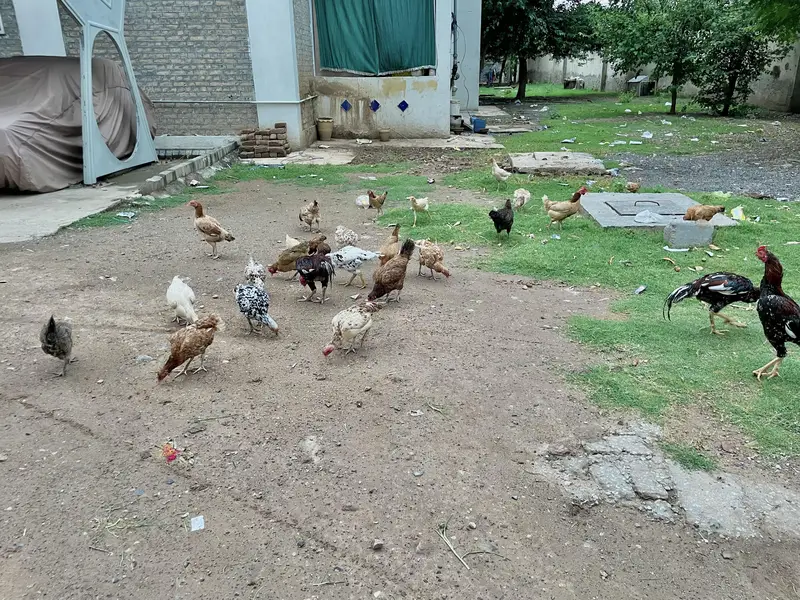 مرغیاں Hens — photo 2