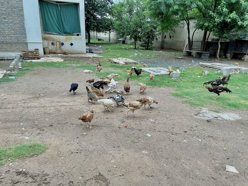مرغیاں Hens 2