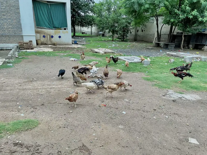 مرغیاں Hens — photo 3
