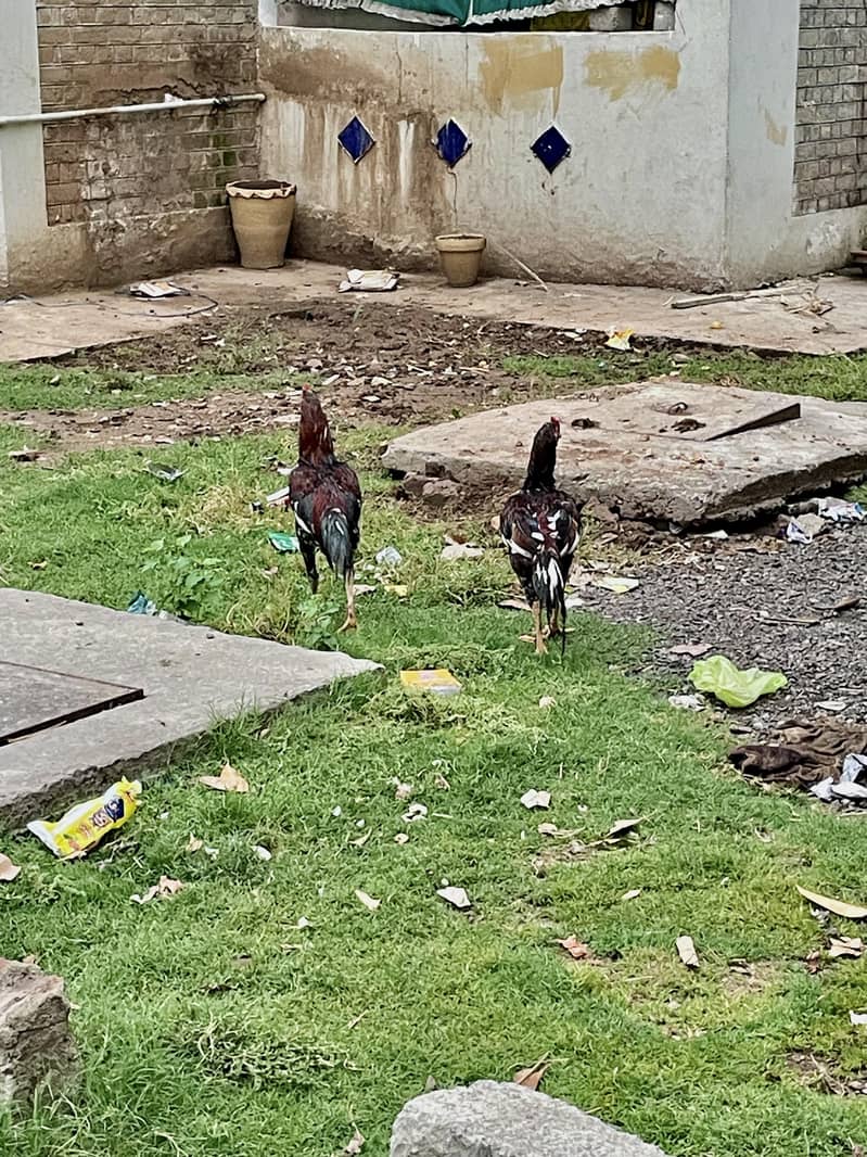 مرغیاں Hens 3
