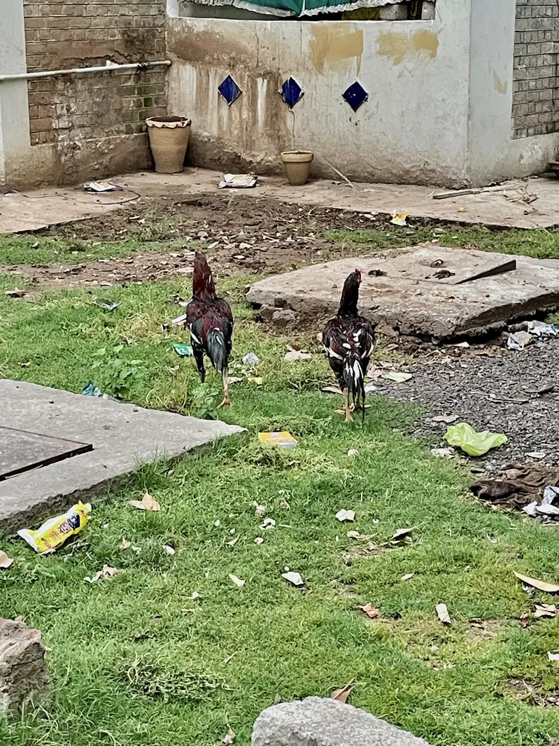 مرغیاں Hens — photo 4