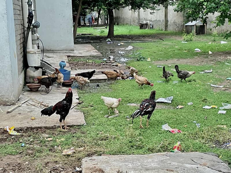مرغیاں Hens 4