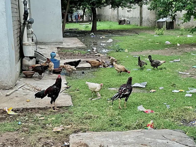 مرغیاں Hens — photo 5