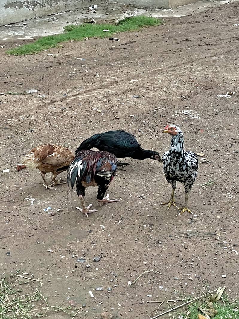 مرغیاں Hens 5