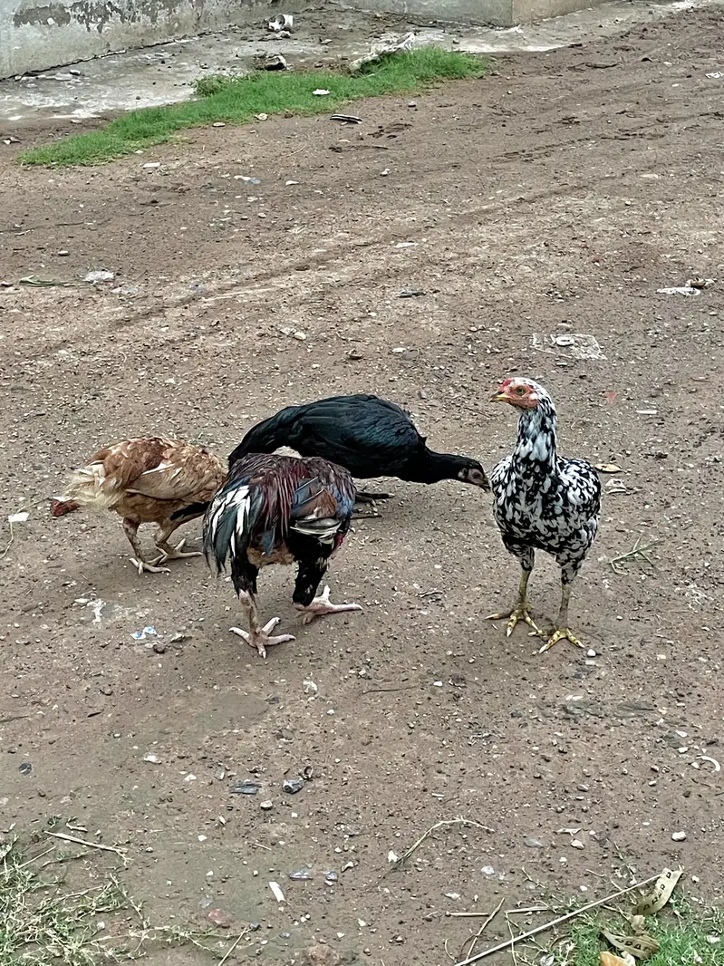 مرغیاں Hens — photo 6