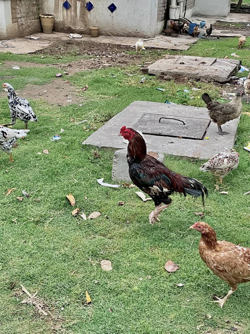 مرغیاں Hens 6