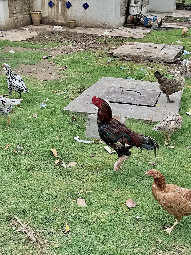 مرغیاں Hens — photo 7