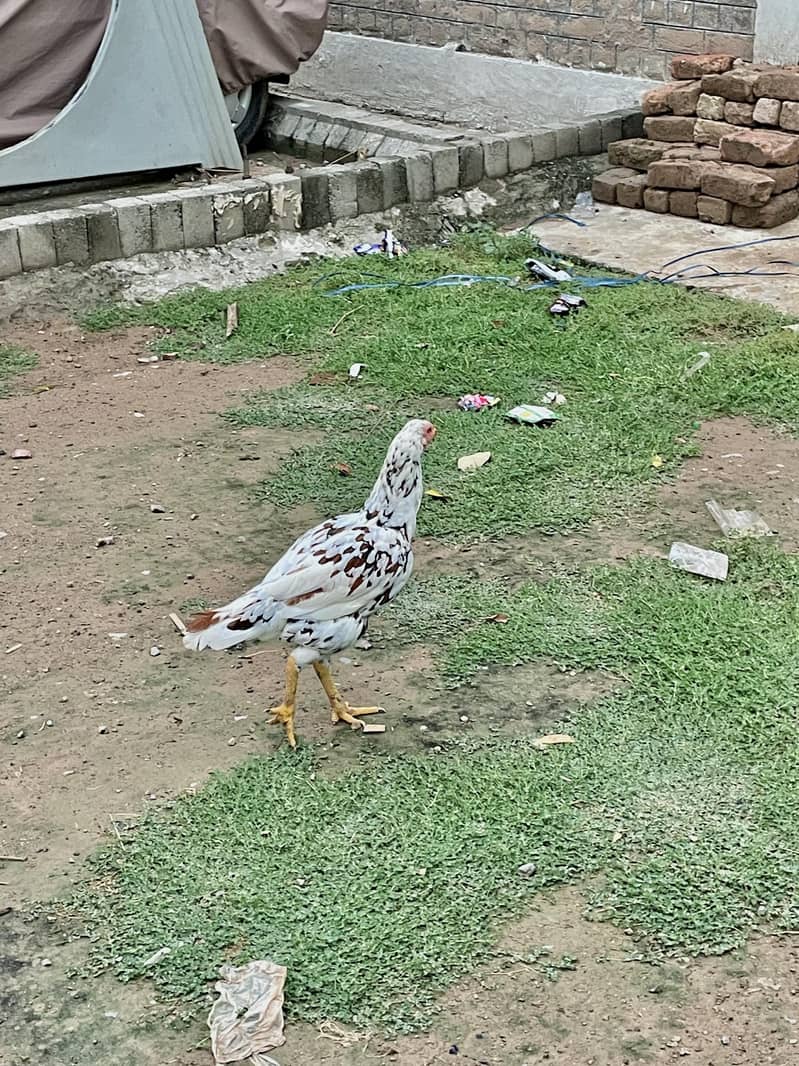 مرغیاں Hens 7