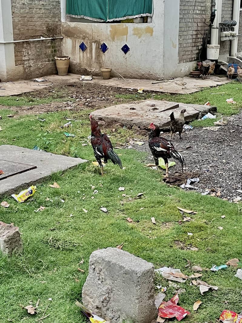 مرغیاں Hens 8