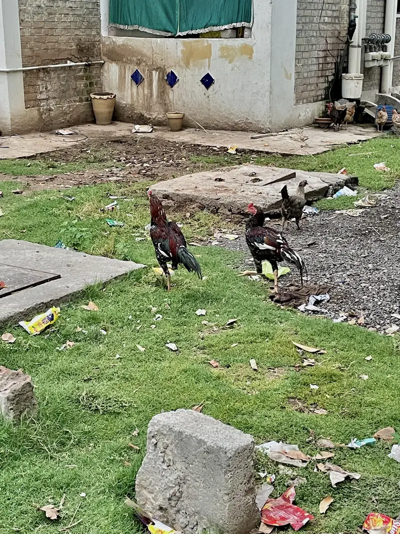 مرغیاں Hens — photo 9