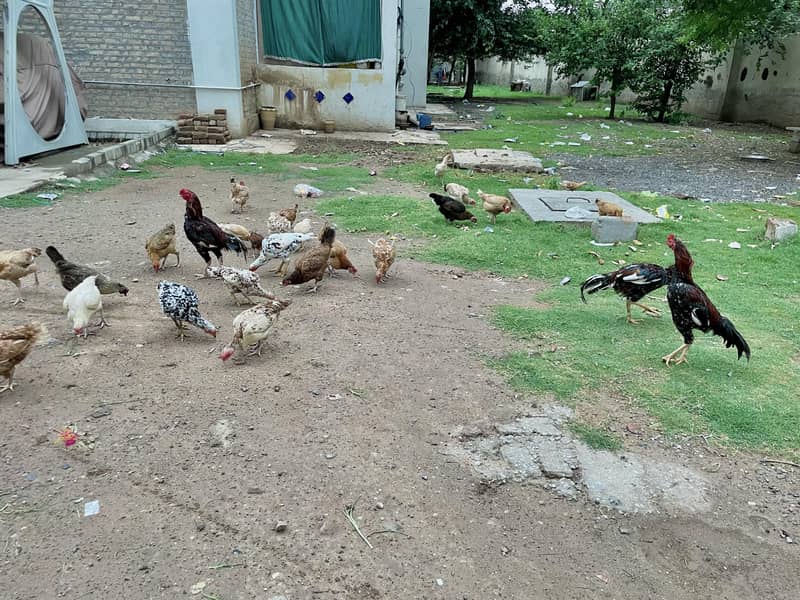 مرغیاں Hens 9