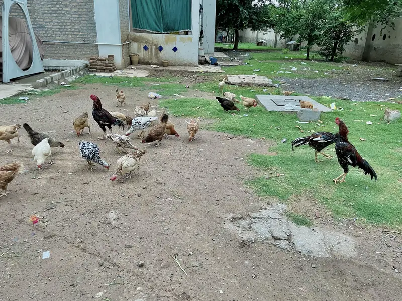 مرغیاں Hens — photo 10