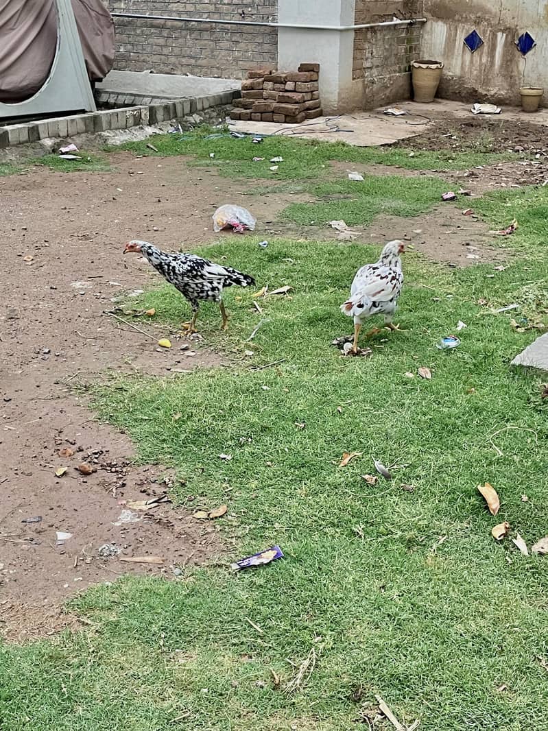 مرغیاں Hens 10