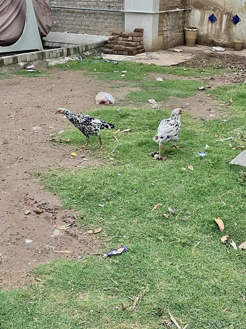 مرغیاں Hens — photo 11