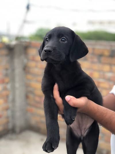 Black Labrador Female For Sale