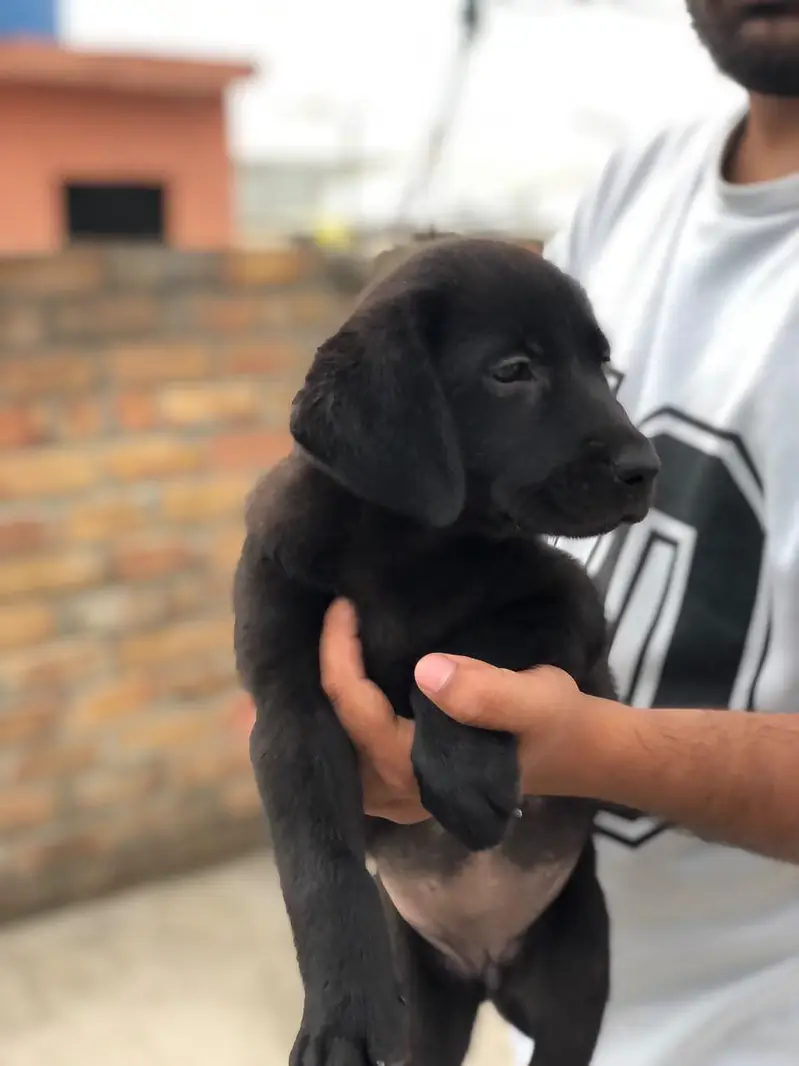 Black Labrador Female For Sale — photo 2
