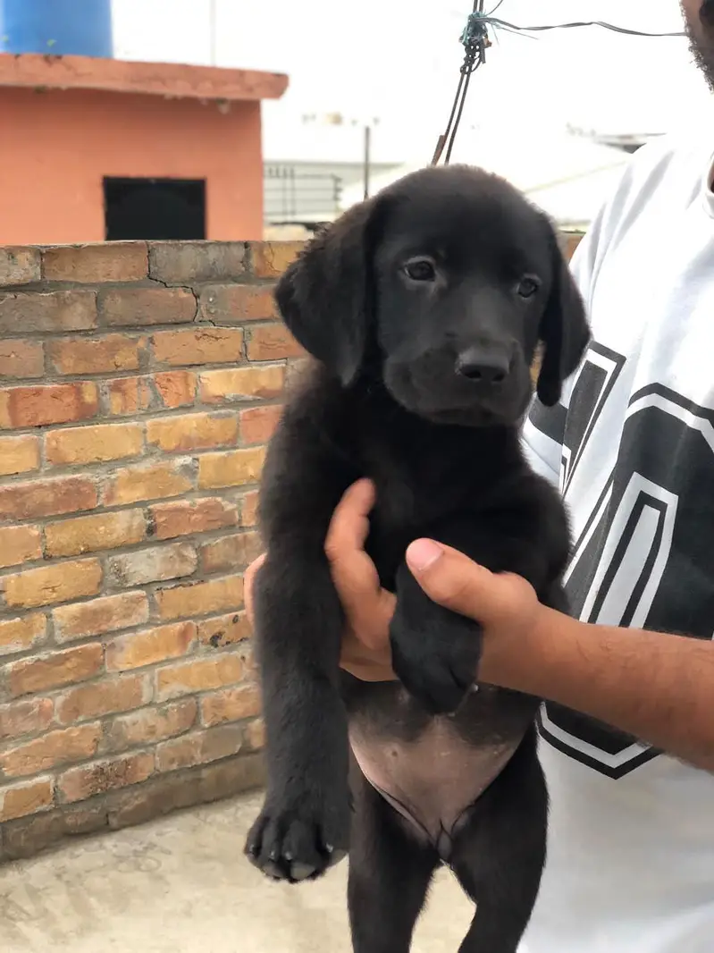 Black Labrador Female For Sale — photo 3