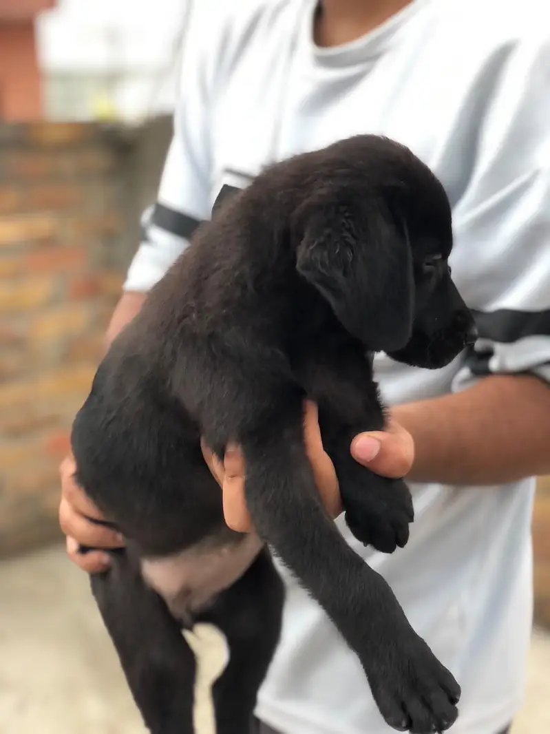 Black Labrador Female For Sale — photo 4