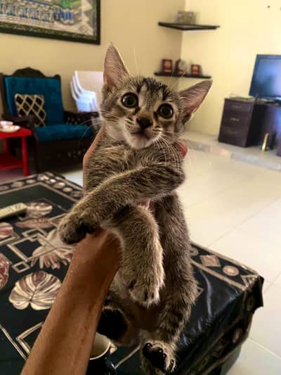 kitten for adoption age 6 months