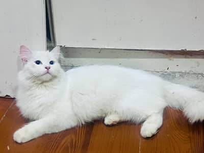 Persian Female cat