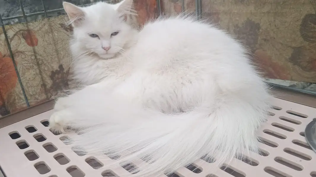 Persian Female cat — photo 2