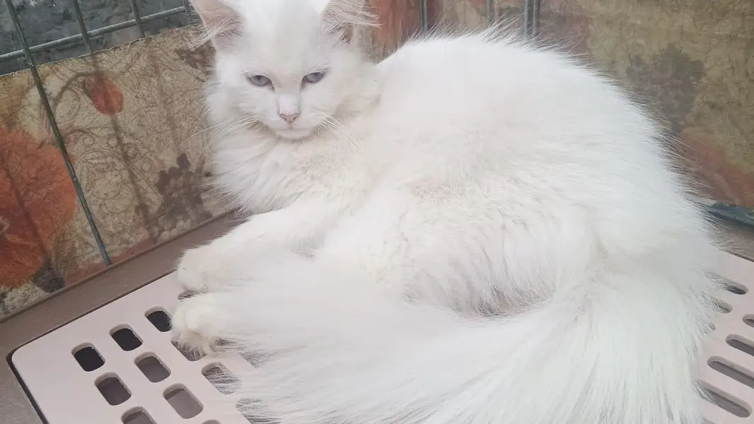 Persian Female cat — photo 3