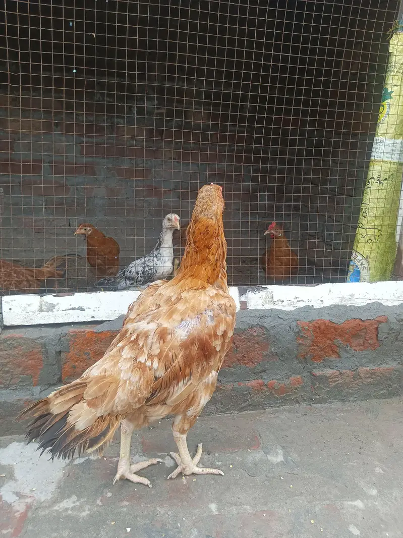 aseel pair — photo 5