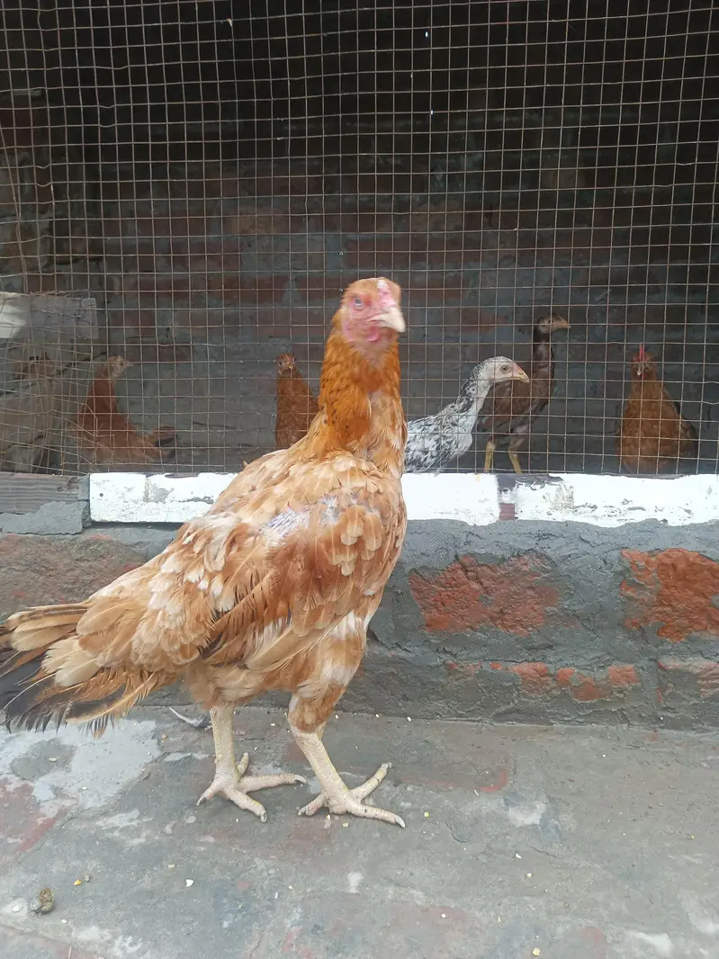 aseel pair — photo 6