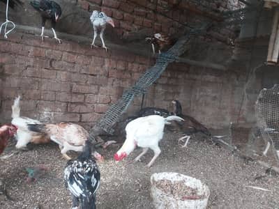 aseel    12 mix male and females.    all 12  price is 36000