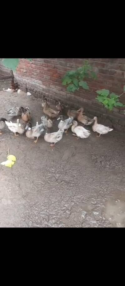 Khakhi Cambel Duck Pure Top Quality