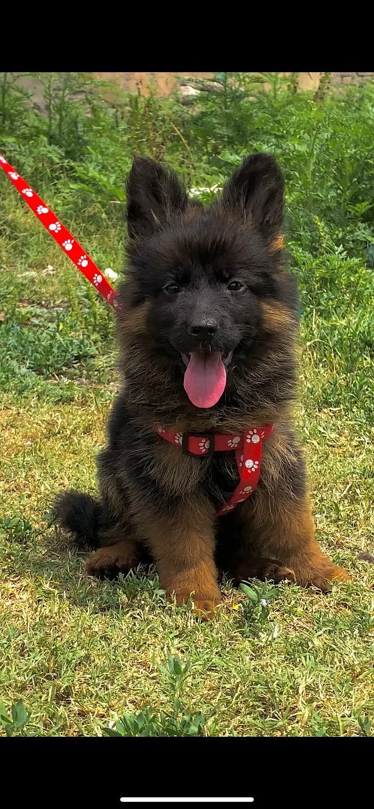 german shepherd husky.   shitzu  stock available — photo 2