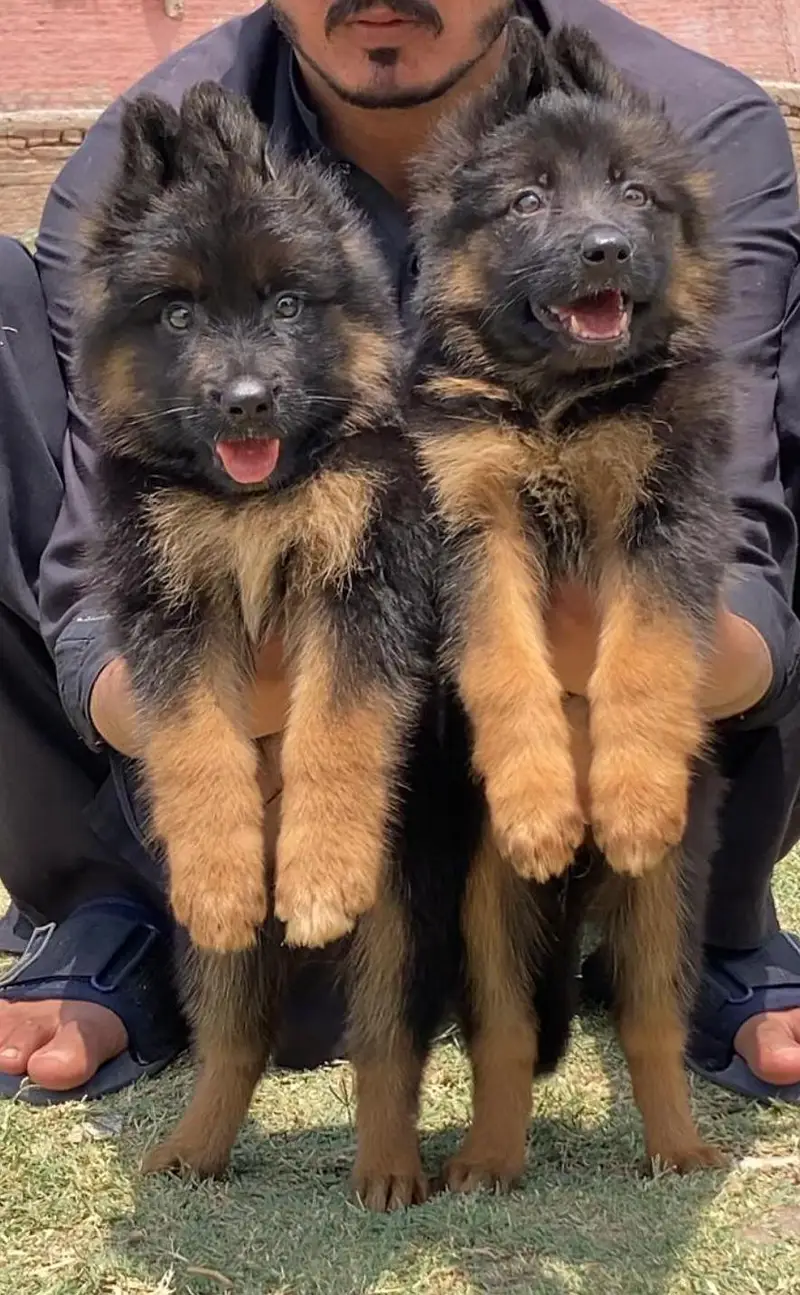 german shepherd husky.   shitzu  stock available — photo 4