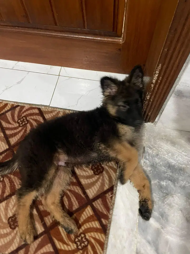 german shepherd husky.   shitzu  stock available — photo 5