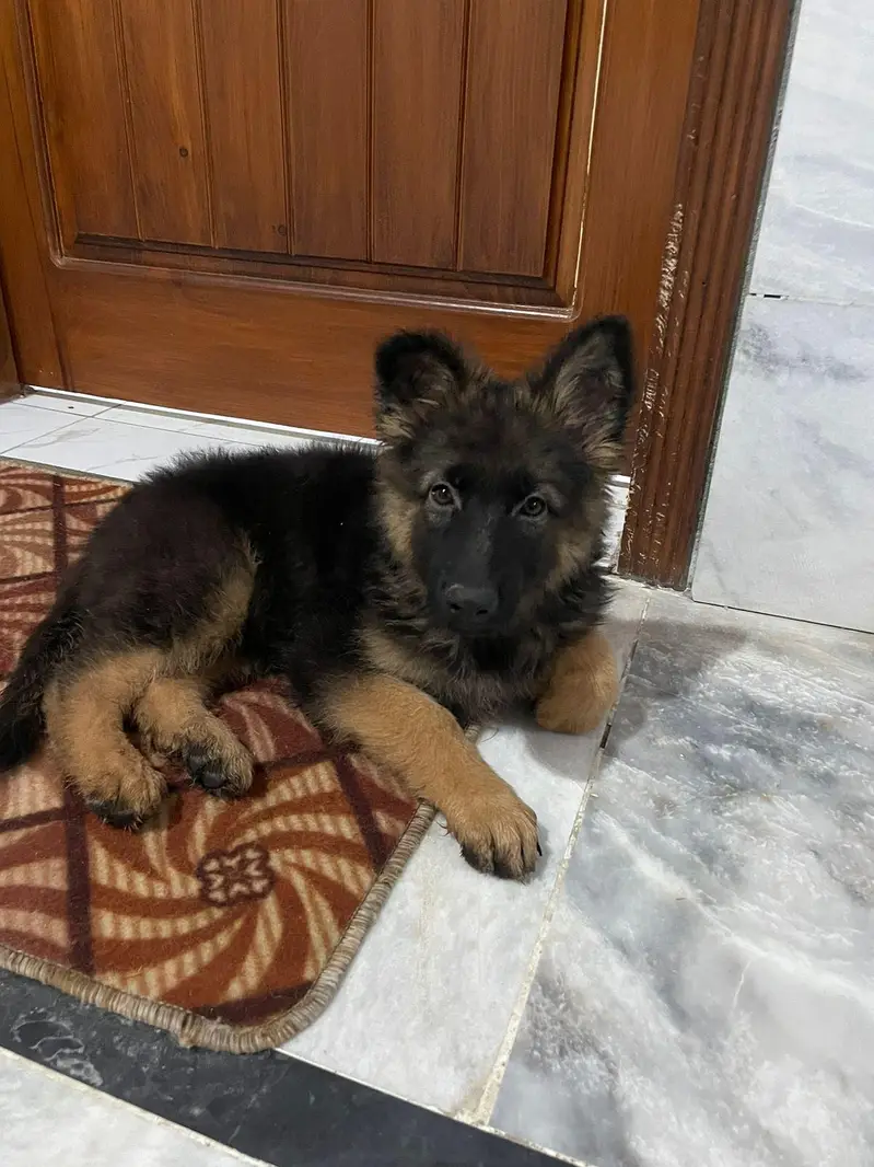 german shepherd husky.   shitzu  stock available — photo 6