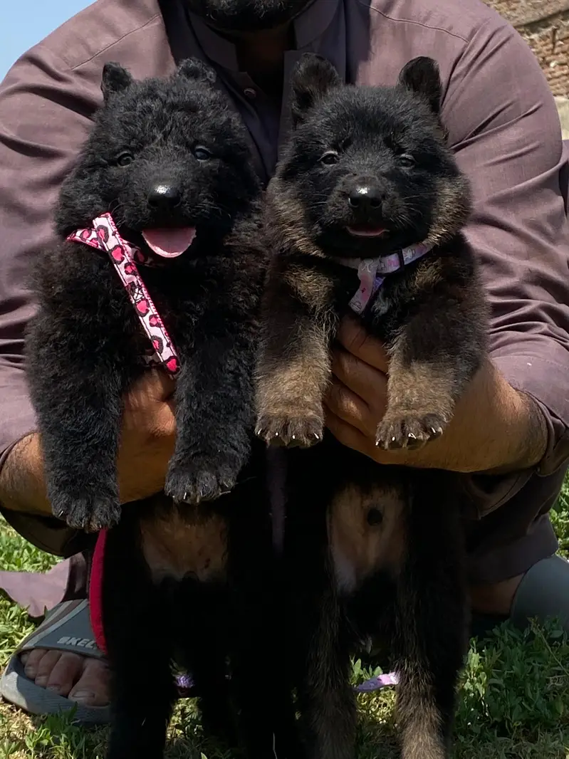 german shepherd husky.   shitzu  stock available — photo 10