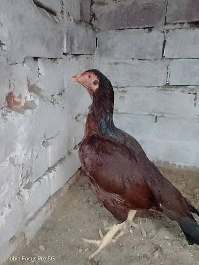 miawali aseel madi andoo bachoo ki granti