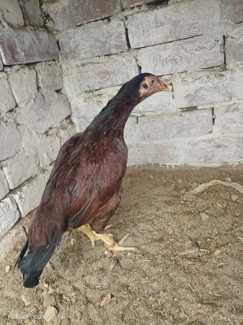 miawali aseel madi andoo bachoo ki granti — photo 2