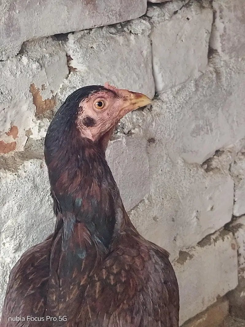 miawali aseel madi andoo bachoo ki granti — photo 3