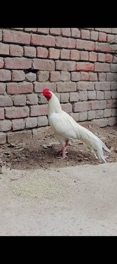 white hera female